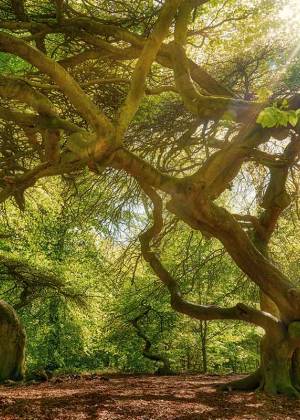Sonnenstrahlen brechen durch das dichte grüne Blätterwerk der knorrigen Buchen im Hexenwald auf Rügen.