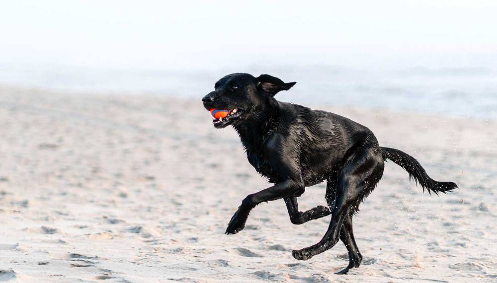 Schwarzer Hund trägt einen Ball im Maul und spielt fröhlich am Strand von Sylt.