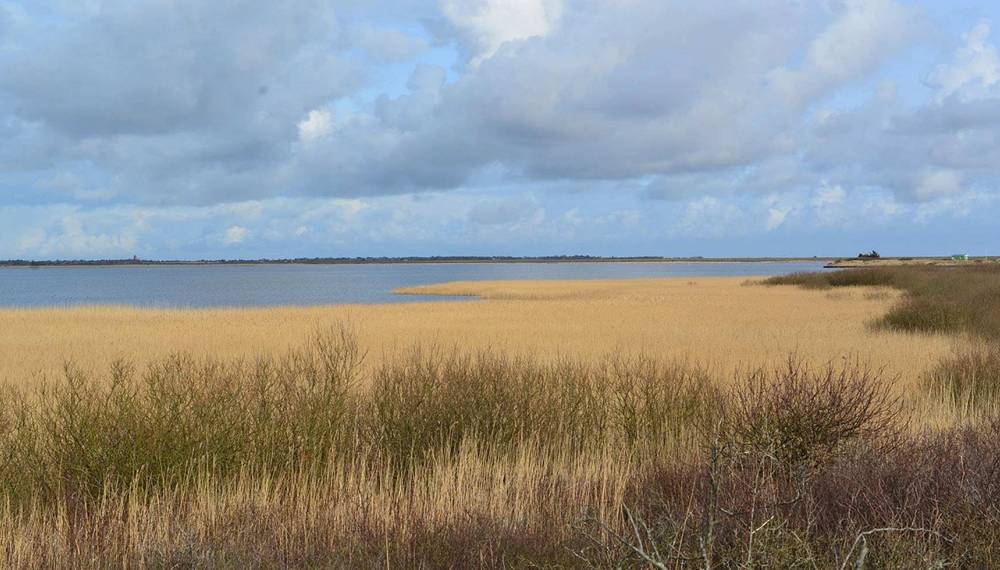 Blick auf das Rautumbecken auf Sylt mit Schilf, Wasserflächen und wolkenverhangenem Himmel.