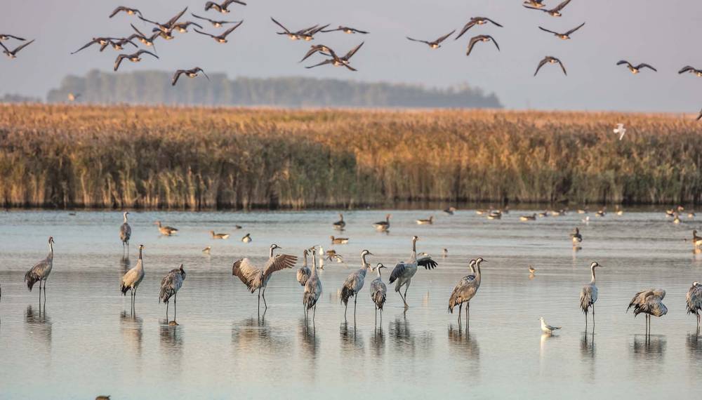 Eine Schar Kraniche rastet am Günzer See; einige stehen im Wasser, im Hintergrund liegen Felder.