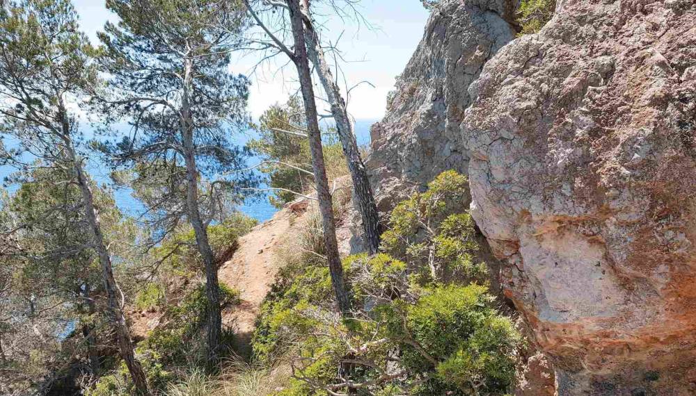 Wanderpfad durch Pinien am Cap des Pinar mit Blick aufs Meer