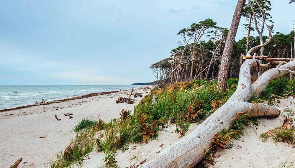 Treibholz am ruhigen Weststrand in Ahrenshoop, sanfte Wellen der Ostsee und weiter Horizont.