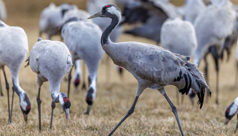 Nahaufnahme von Kranichen auf einer Wiese in der Boddenlandschaft – mit grauem Gefieder und ihren typischen Erkennungsmerkmalen.