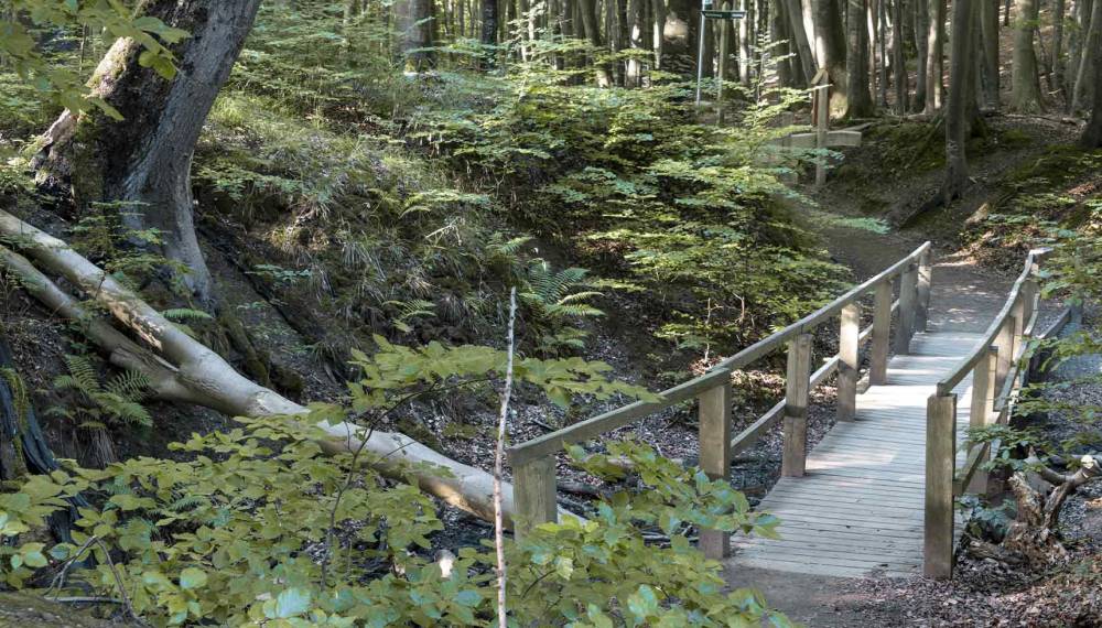 Holzbrücke auf einem Wanderweg durch einen grünen Buchenwald im Biosphärenreservat auf Rügen