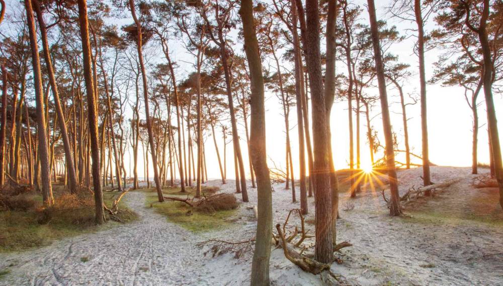 Sonnenuntergang im Wald am Weststrand auf Fischland-Darß-Zingst, mit Sandwegen zwischen windgeformten Kiefern