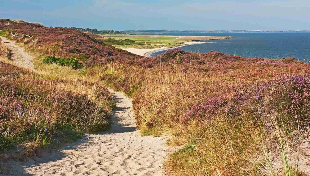 Sandweg durch die blühende Braderuper Heide mit Blick auf die Küste von Sylt.