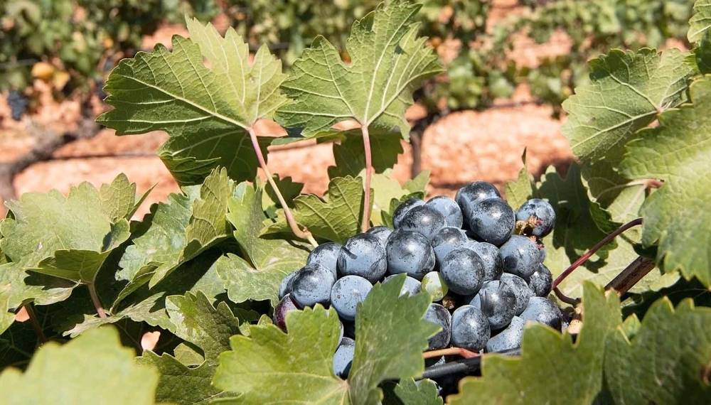 Naheaufnahme von reifen Trauben kurz vor der Weinlese auf Mallorca.