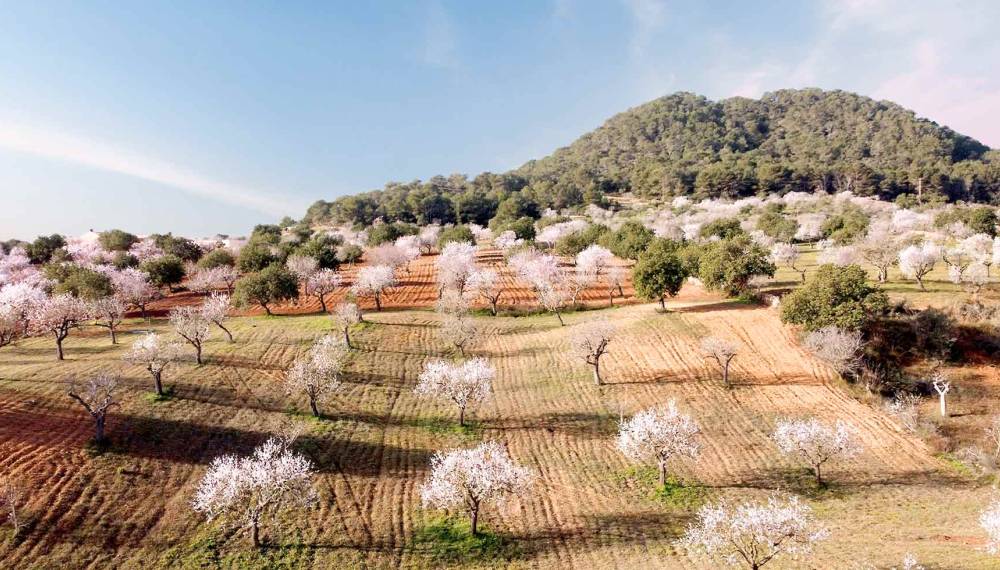 Mallorca-Landschaft mit verschiedenen Mandelbaumsorten in voller Blüte und frischen, grünen Feldern