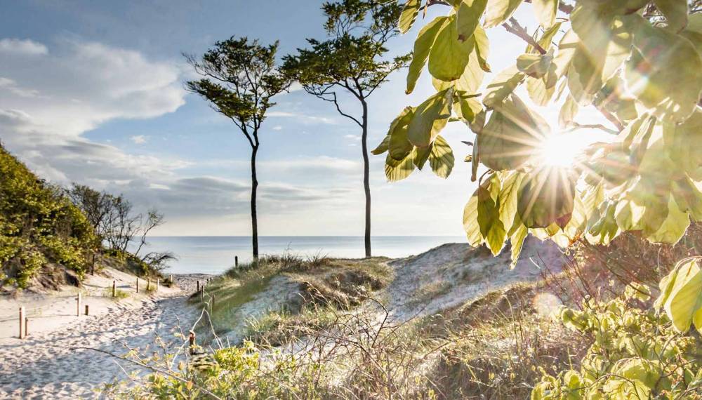 Bewachsene Dünen und charakteristische Windflüchter-Bäume am sonnenbeschienenen Weststrand.