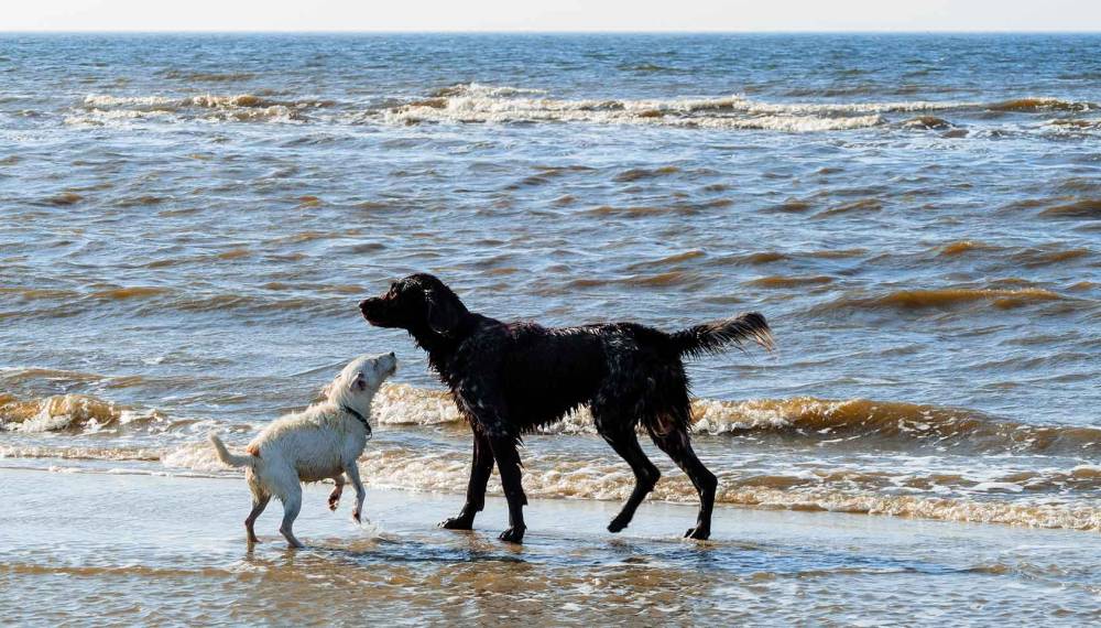 Zwei Hunde spielen gemeinsam im Wasser am Strand von Sylt.