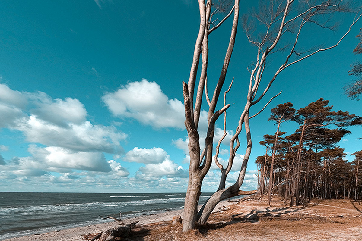Wind-sculpted trees on the Baltic Sea beach, surrounded by the sea and blue cloudy skies at the Hotel Künstlerquartier Seezeichen.